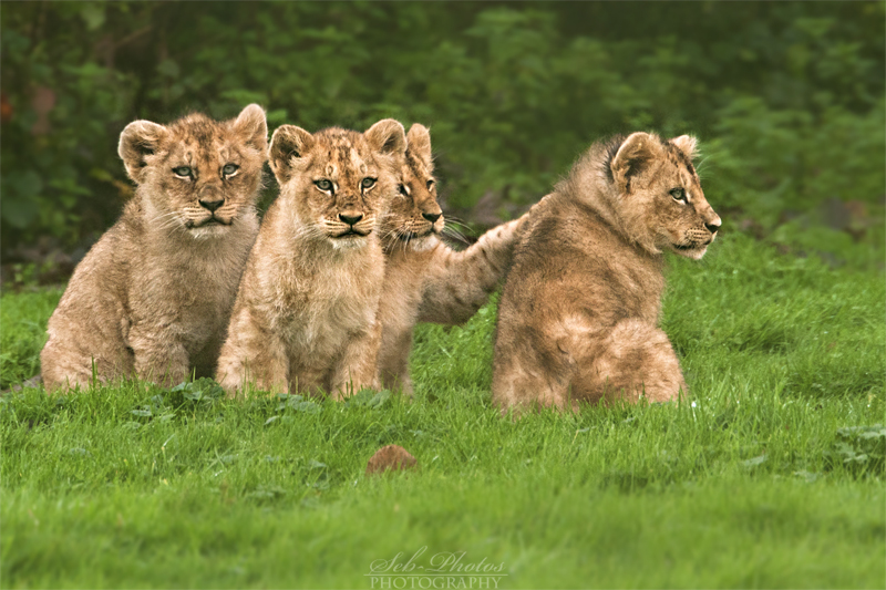 Lion Cubs again